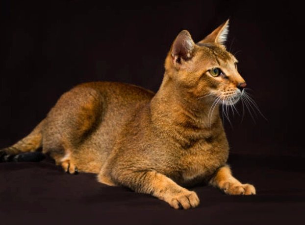 Chausie: gato elegante, aspecto parecido a un puma,