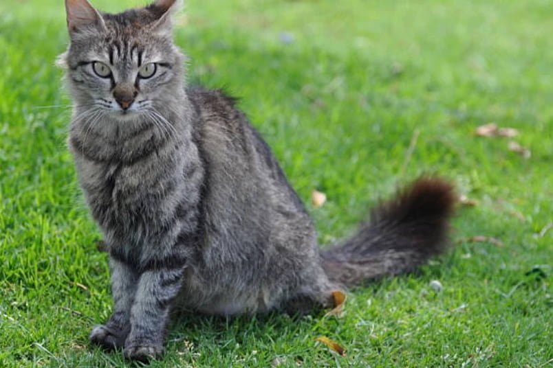 bobtail americano, mirada fija