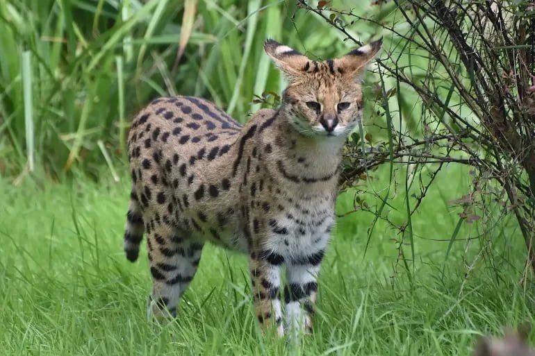 Serval: mirando hacia adelante en medio de la naturaleza