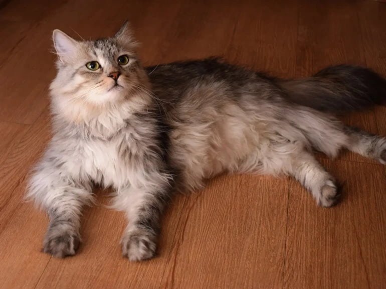 Siberiano: gato acostado con mirada tierna hacia arriba, color claro