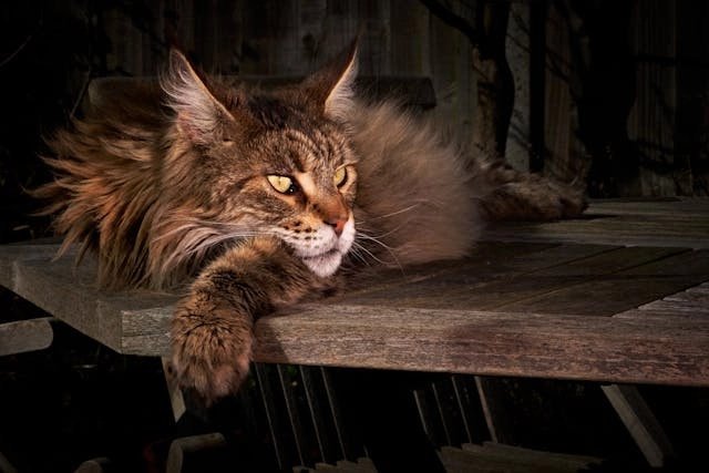 Maine Coon: El Gigante Amigable, gato acostado y relajado