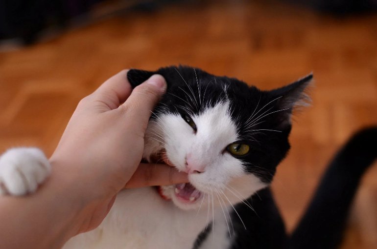 como cuidar a un gato, gato jugando y siendo querido por su amigo humano