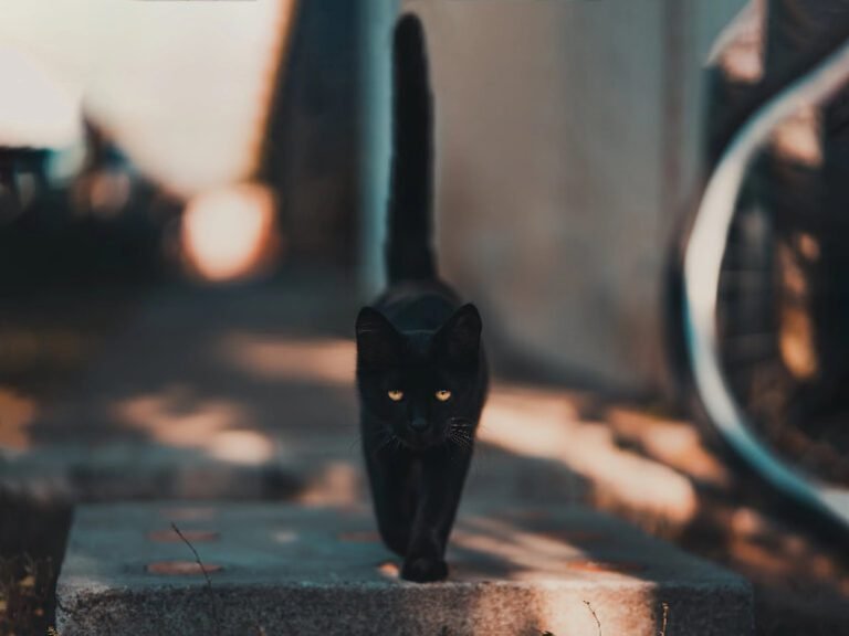 gato feral: gato negro, caminando de frente