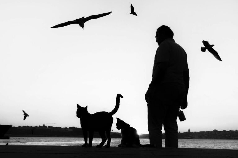 como domesticar a un gato: hombre con dos gatitos mirando el paisaje