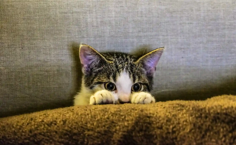 productos para gatos: gato escondido en un sillón, mirando escondido