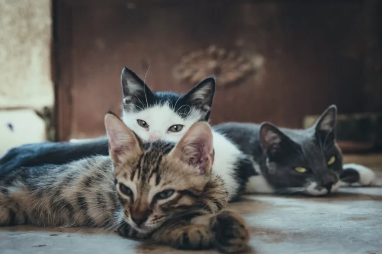 Razas de gatos, tres gatos descansando juntos en el suelo