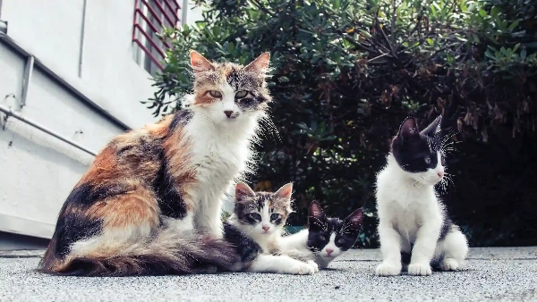 razas de gatos en chile, tres gatos bebes junto a su madre mirando la camara