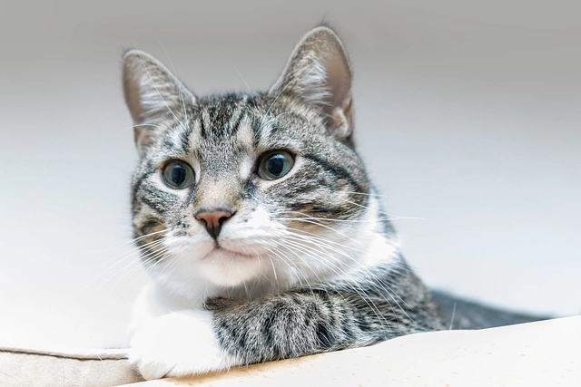 gato comun de pelo corto 