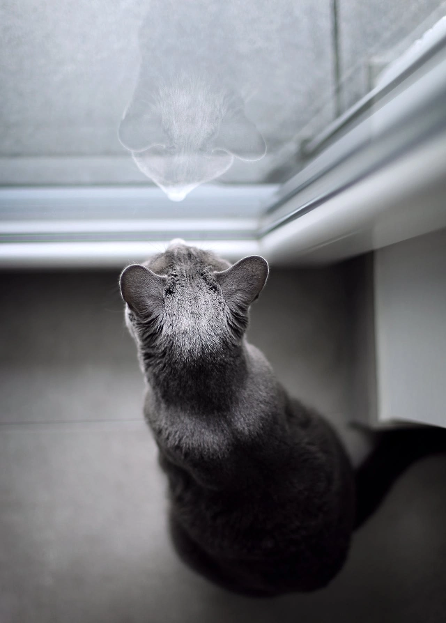 productos para eliminar el olor a orina de gato, gato mirando por la ventana, gato gris