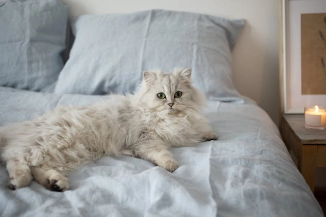 gato persa, gato peludo blanco tendido sobre una cama