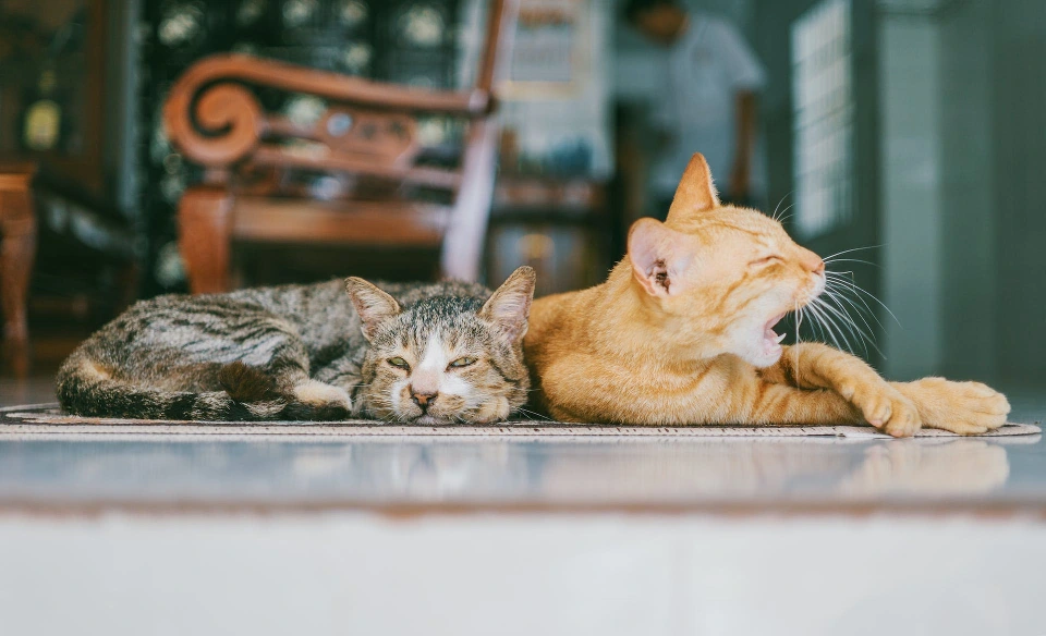 Diferencia Entre Un Gato Asilvestrado Y Feral
dos gatos acostados uno rubio y el otro de pelo corto