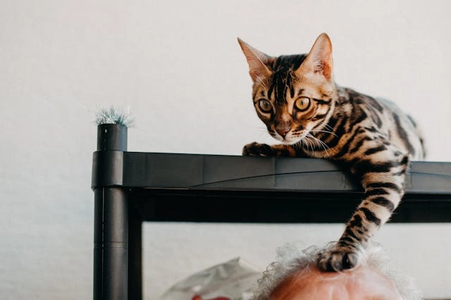 gato bengala arriba de una mesa con su brazo colgando, es parecido a un leopardo