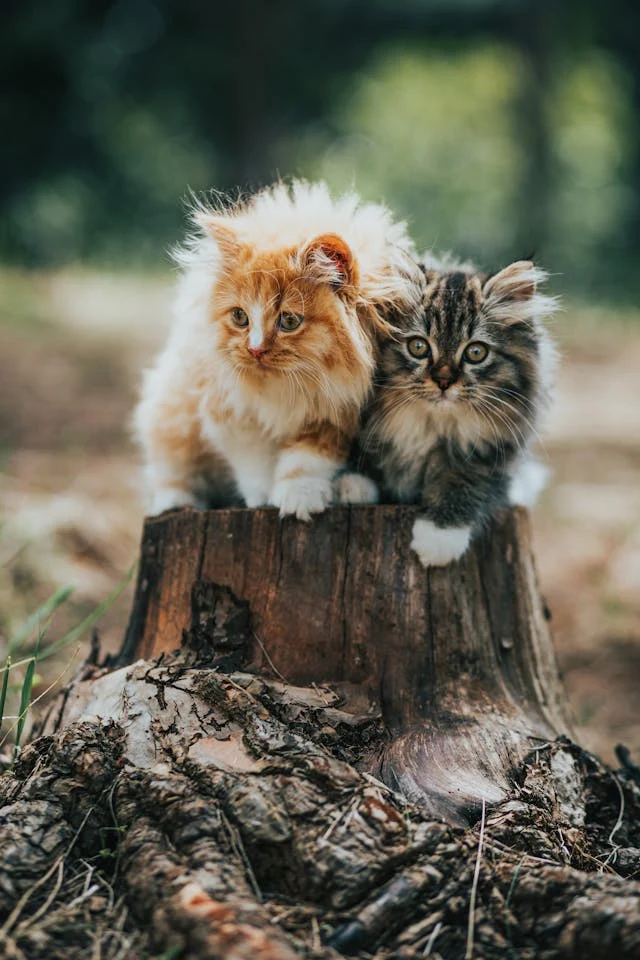 dos gatos bebes peludos sobre un arbol