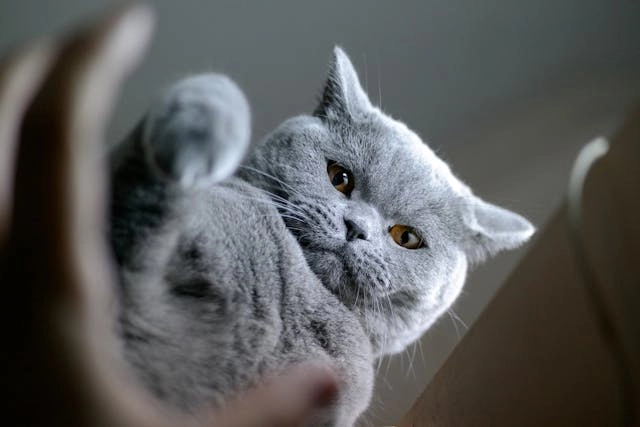 Gato British Shorthair de color gris 