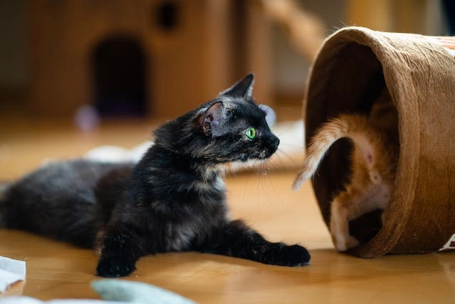 Juguetes para gatos caseros