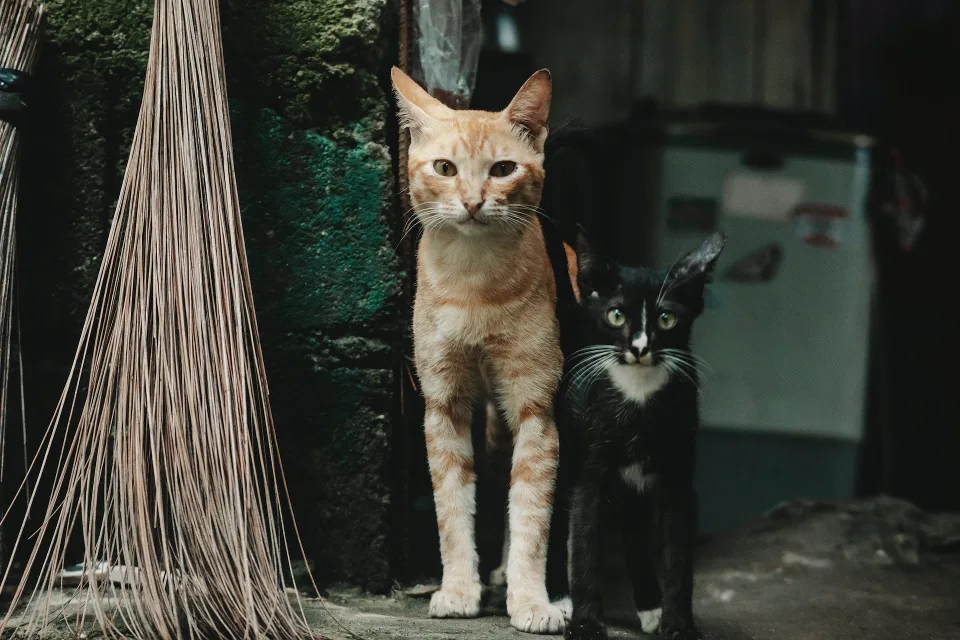 Diferencia Entre Un Gato Asilvestrado Y Feral: dos gatos uno rubio y el otro negro 
