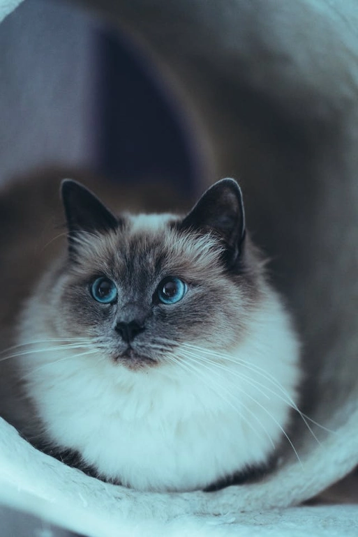 Gato Birmano blanco con la cara mas obscura 