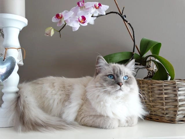 Gato Bosque de Noruega blanco