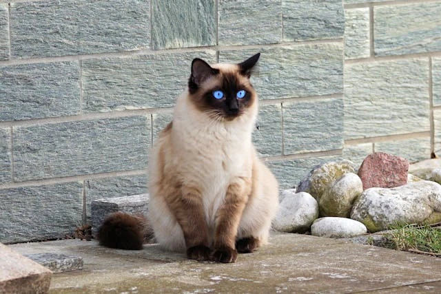 Gato siamés mirando fijamente con sus ojos azules potentes