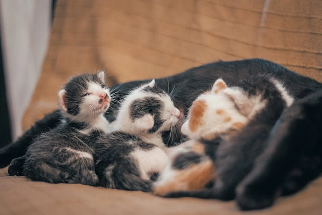 Como cuidar a un gato recién nacido, tres gatos bebes acostados en grupo