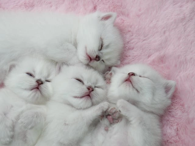 Razas de gatos blancos, tres gatos blancos pequeños durmiendo