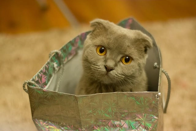 Gato Scottish Fold gato bebe de color gris 