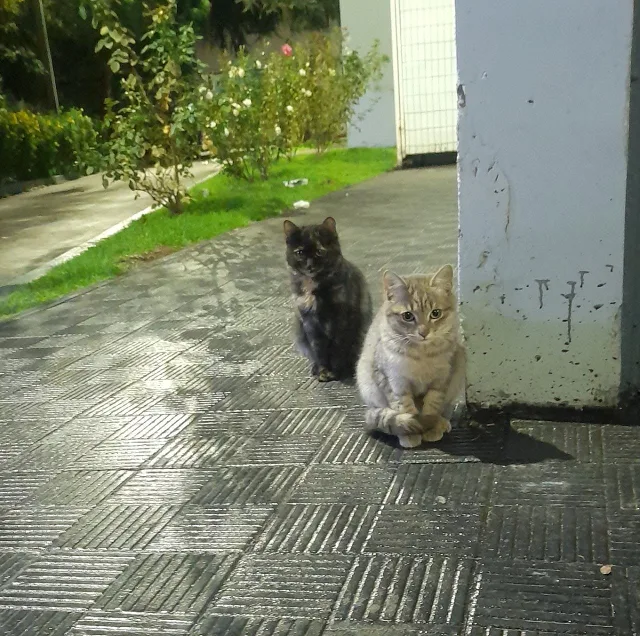 dos gatos en una vereda