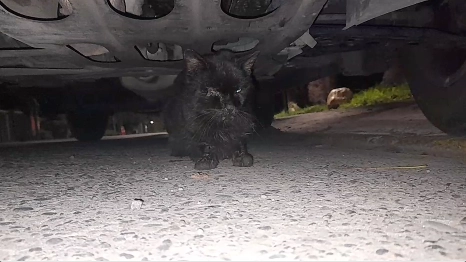 gatito enfermo debajo de auto