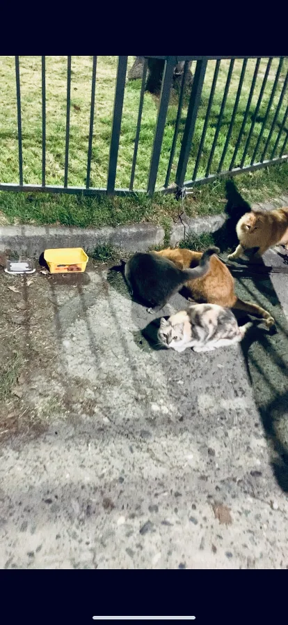 alimentando gatitos